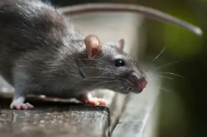 Hantavirus infections cruise ship: What Do Hantavirus Infections on a Cruise Ship Mean for Public Health?